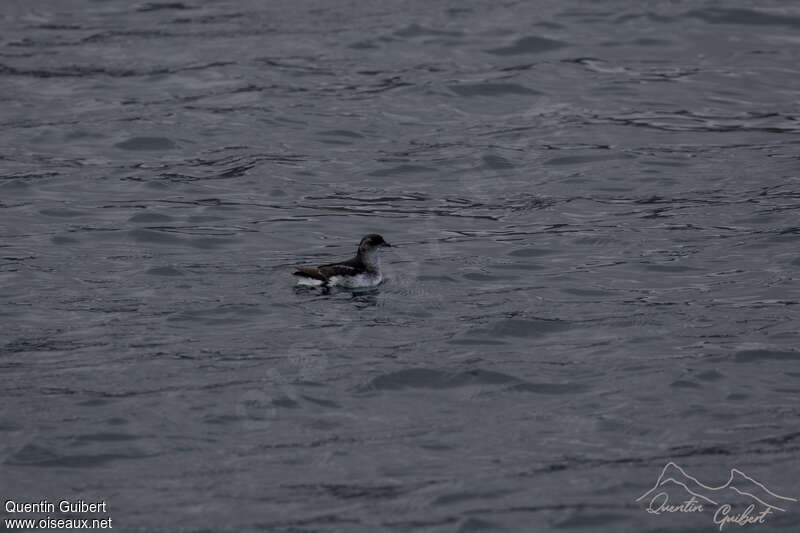 South Georgia Diving Petrel