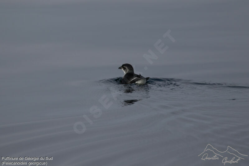 Puffinure de Géorgie du Sud