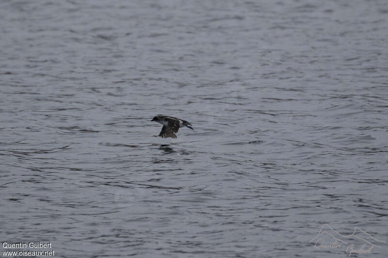 South Georgia Diving Petrel