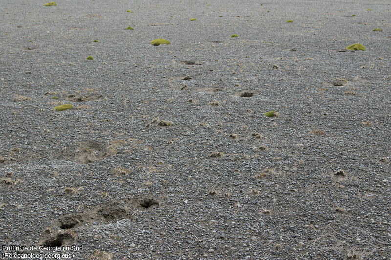 Puffinure de Géorgie du Sud, habitat, r. coloniale