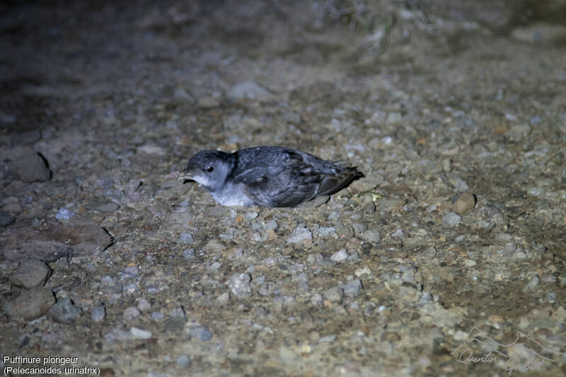 Puffinure plongeur, identification, marche