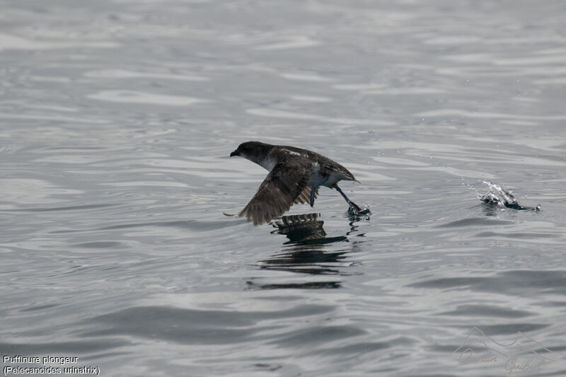 Common Diving Petrel