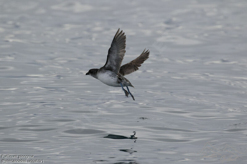 Puffinure plongeur