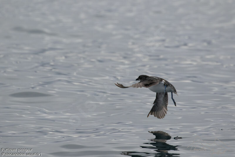 Common Diving Petrel