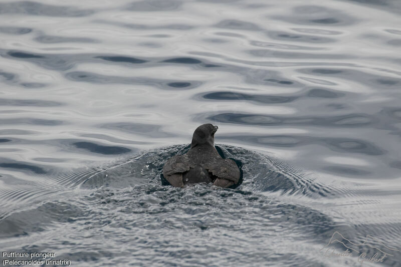 Common Diving Petrel