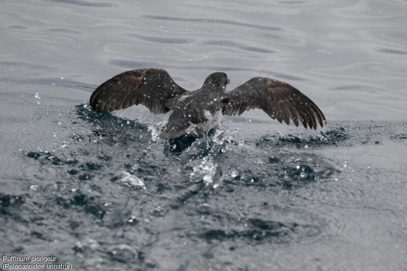 Common Diving Petrel