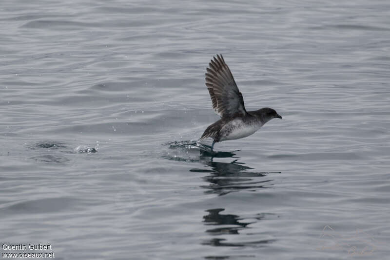 Puffinure plongeuradulte, Comportement