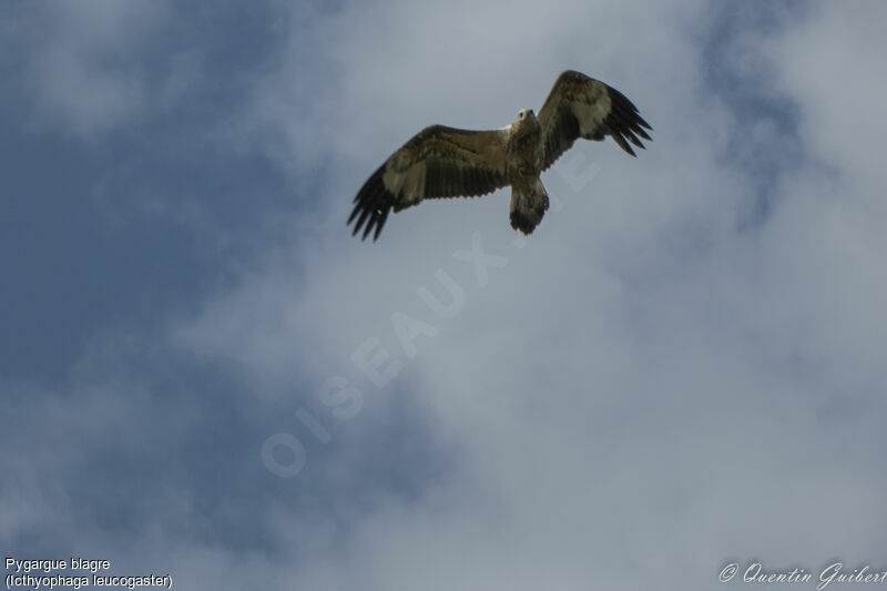 White-bellied Sea Eagleimmature, Flight