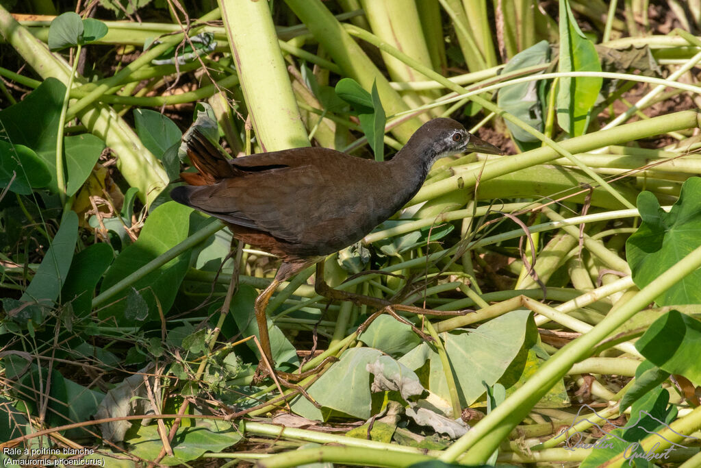 Râle à poitrine blanche, identification