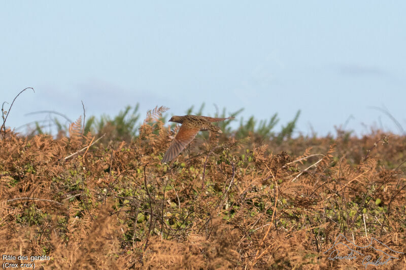 Corn Crake