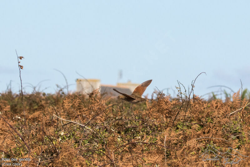 Corn Crake