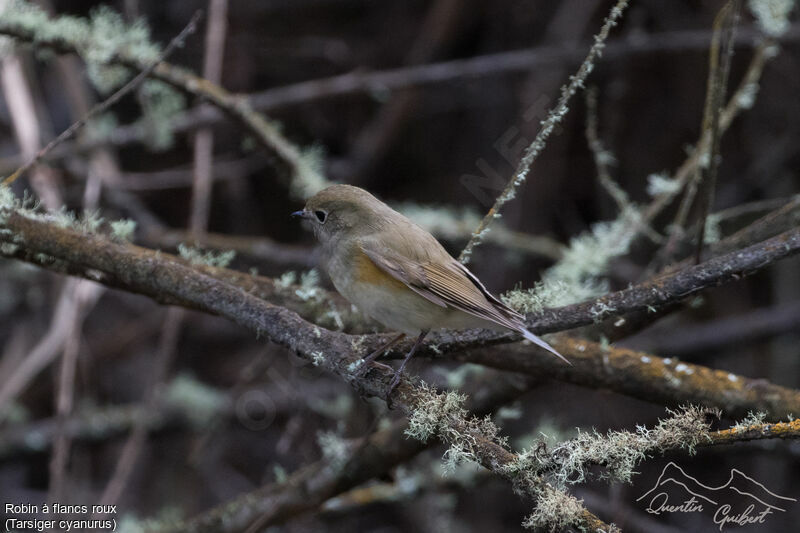 Red-flanked Bluetail