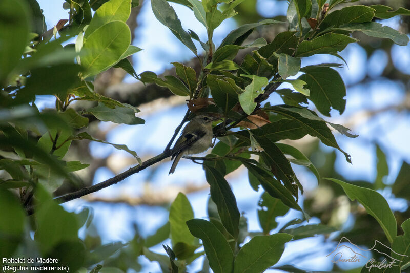 Madeira Firecrest