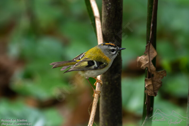 Madeira Firecrest