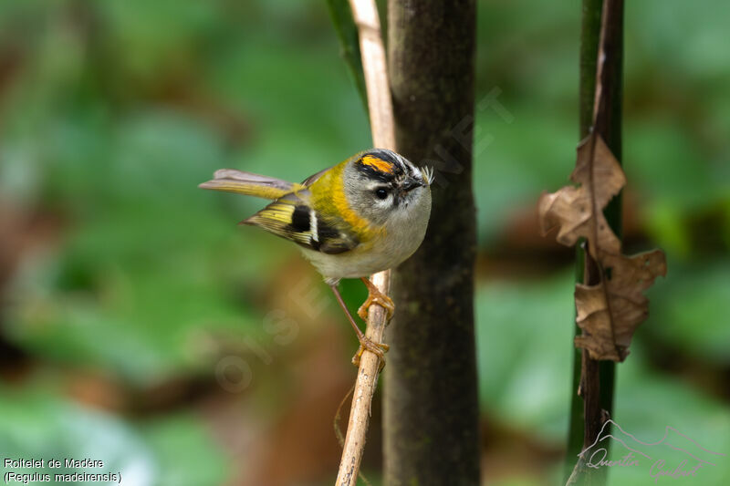 Madeira Firecrest