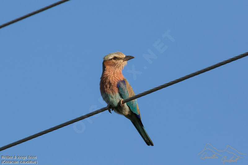 Lilac-breasted RollerFirst year