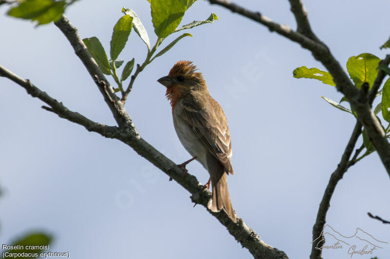 Common Rosefinch male breeding