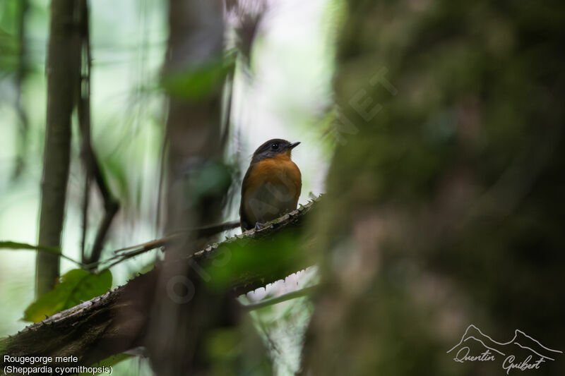 Rougegorge merleadulte, identification