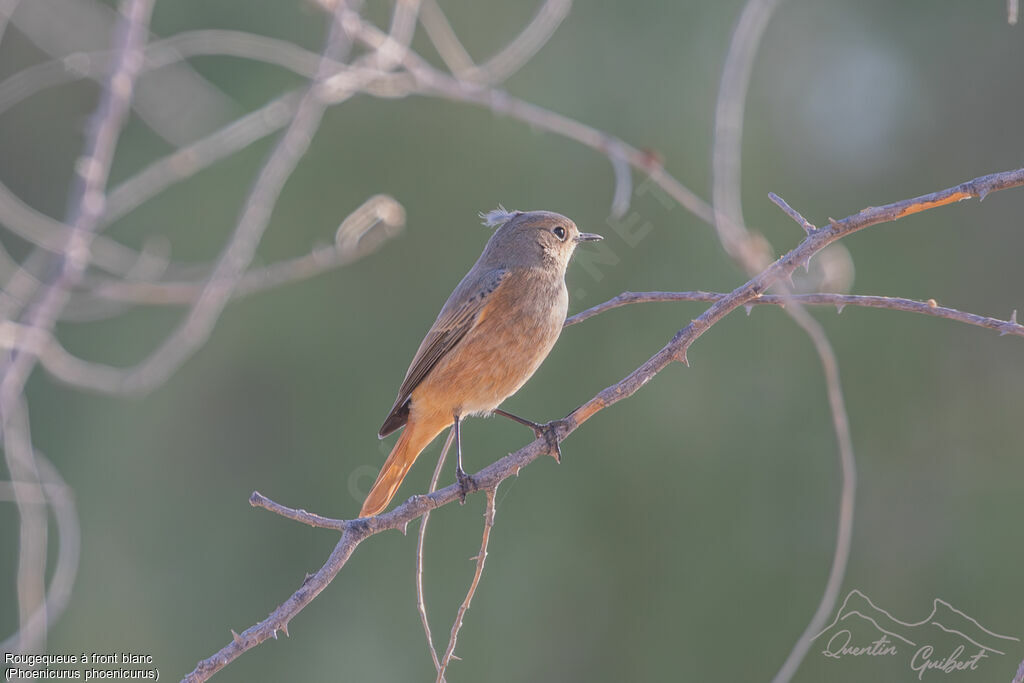 Rougequeue à front blanc