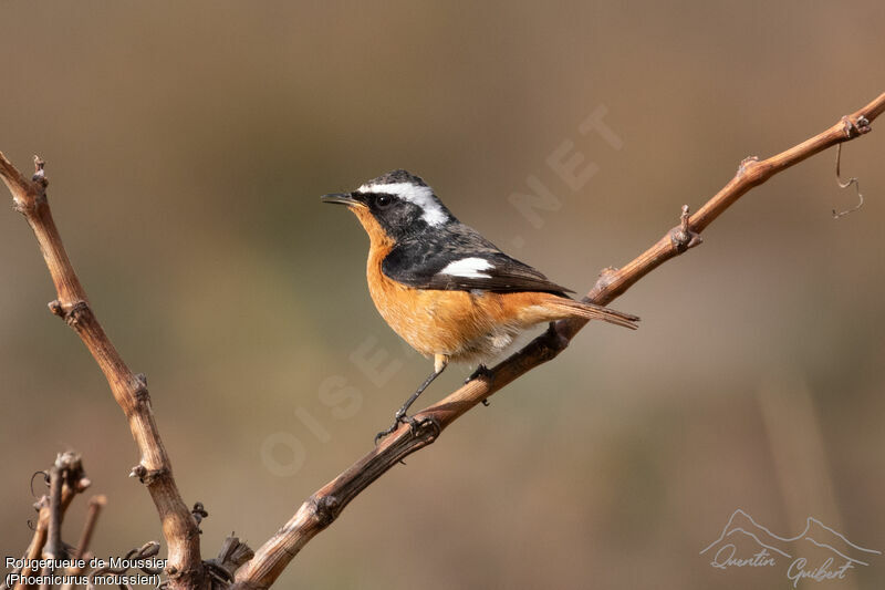 Moussier's Redstart