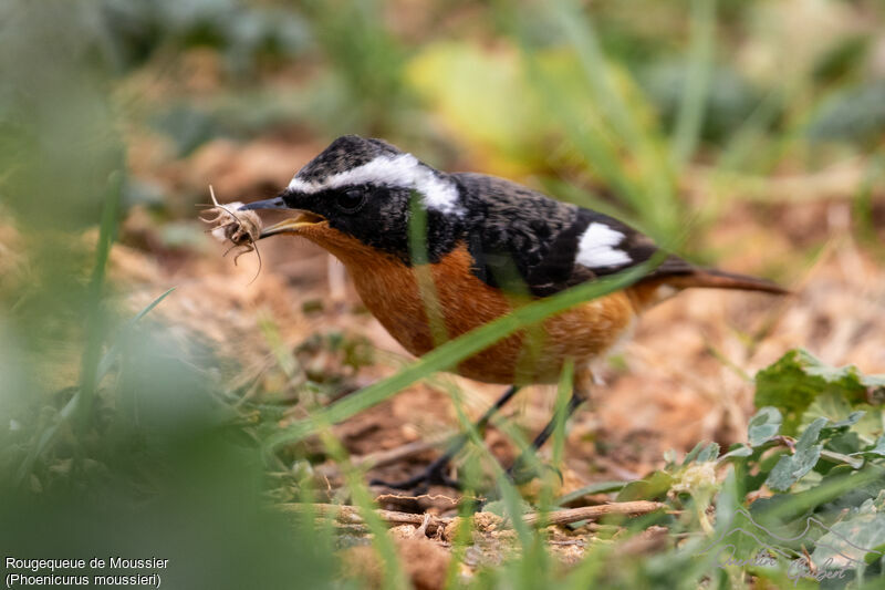 Moussier's Redstart male Second year, identification, fishing/hunting, eats