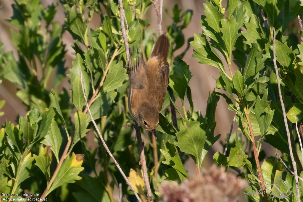 Rousserolle effarvatte