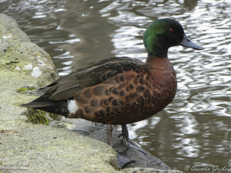 Chestnut Teal male adult, identification