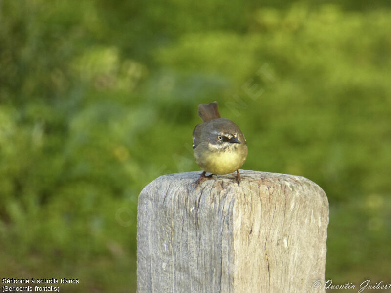 White-browed Scrubwren