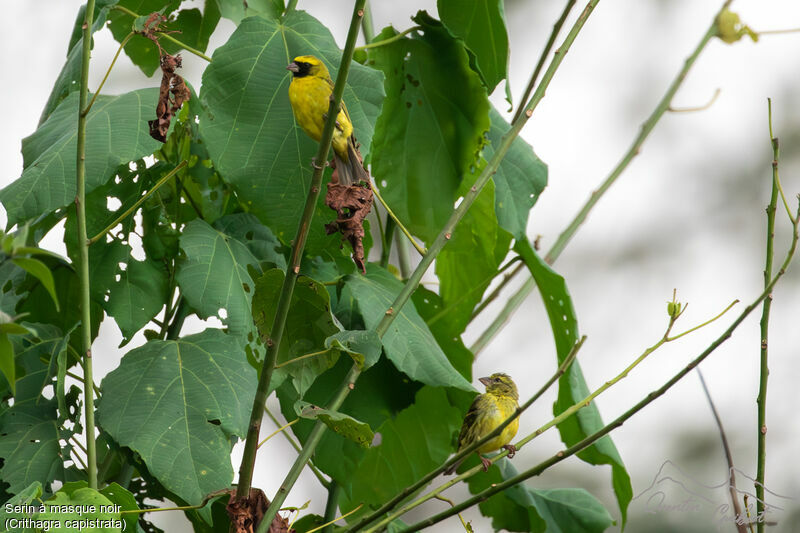 Black-faced Canaryadult