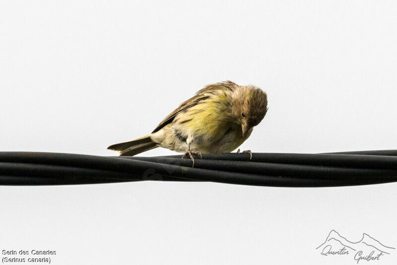 Serin des Canaries, identification