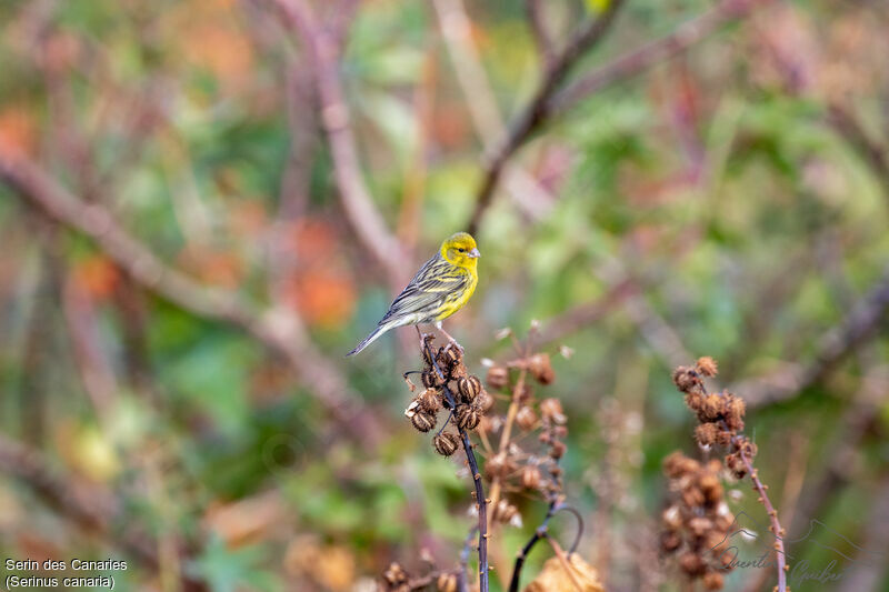 Serin des Canariesadulte nuptial, identification