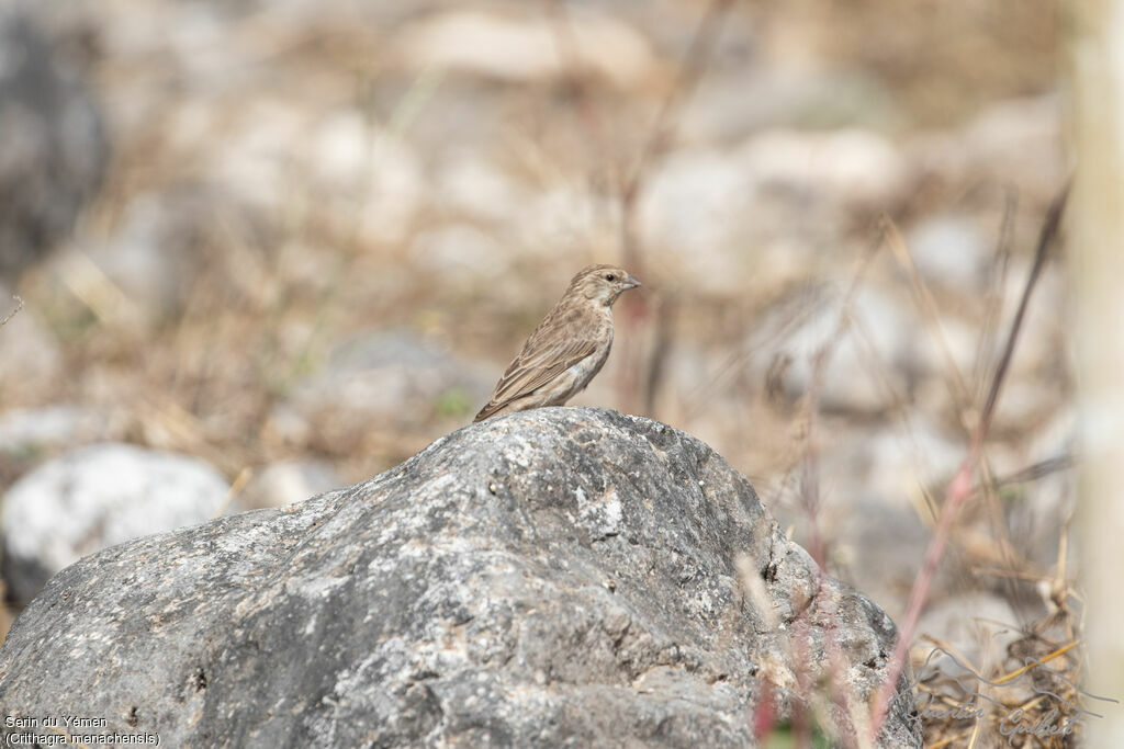 Yemen Serin