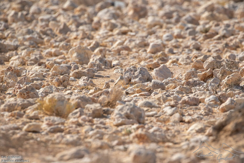 Sirli du désertadulte, habitat