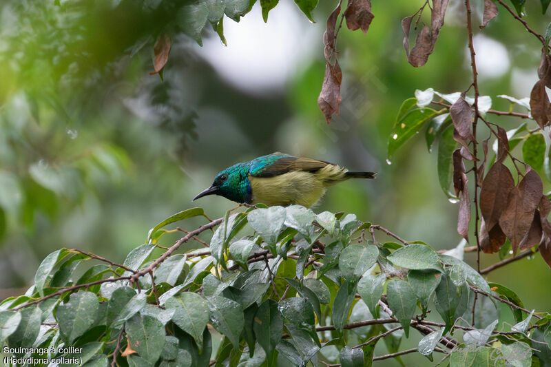 Collared Sunbird, identification