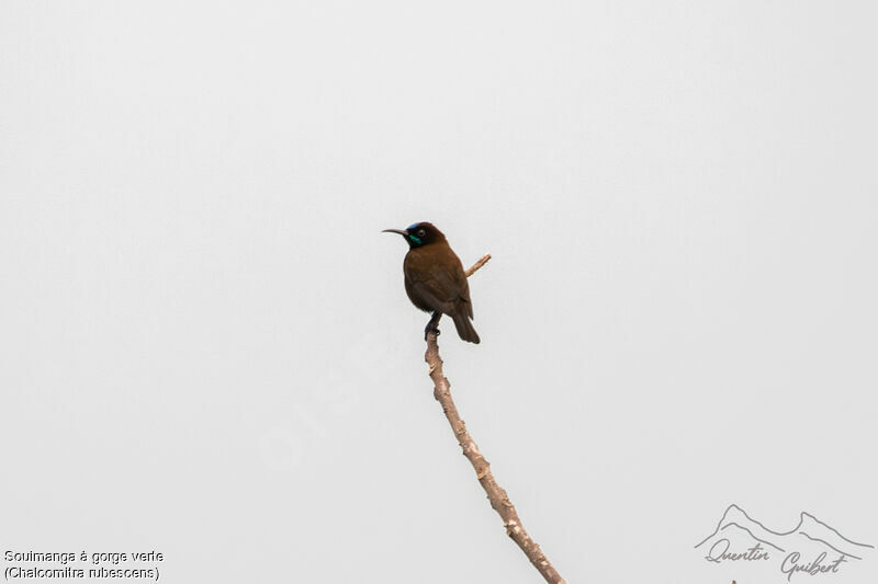 Green-throated Sunbird