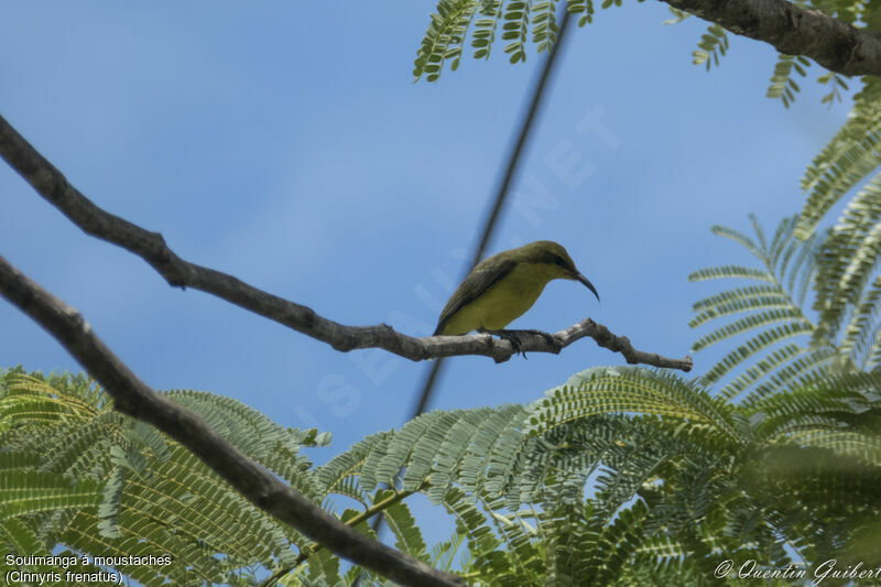 Sahul Sunbird, identification