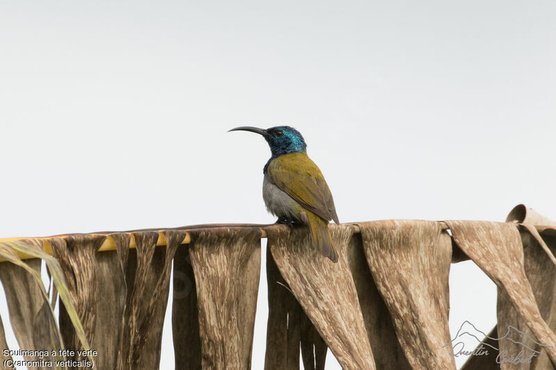 Green-headed Sunbird