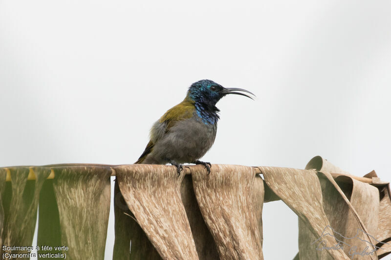 Green-headed Sunbird