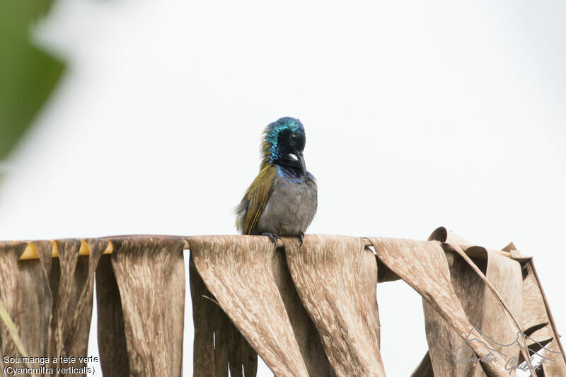 Green-headed Sunbird