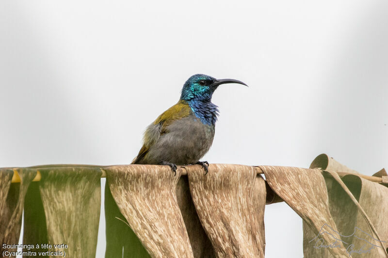 Green-headed Sunbird male adult breeding, identification