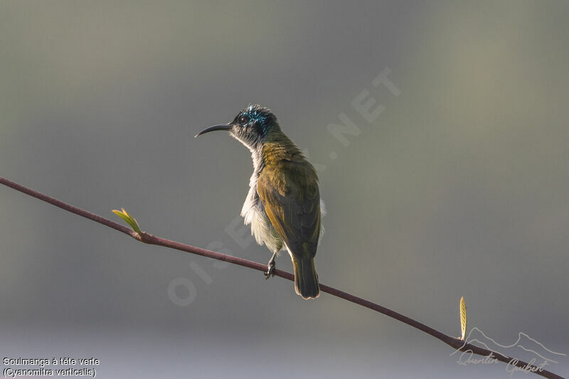 Green-headed Sunbird