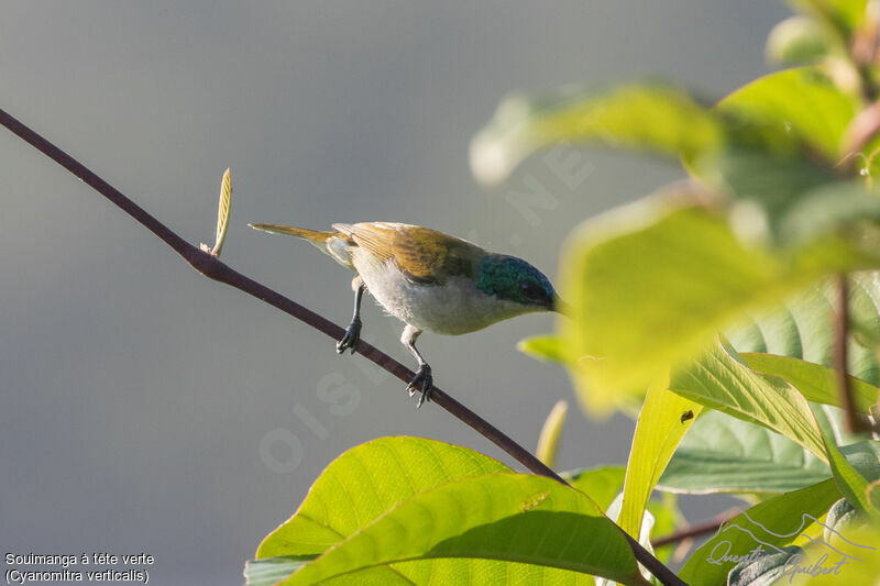 Souimanga à tête verteadulte nuptial, identification, mange