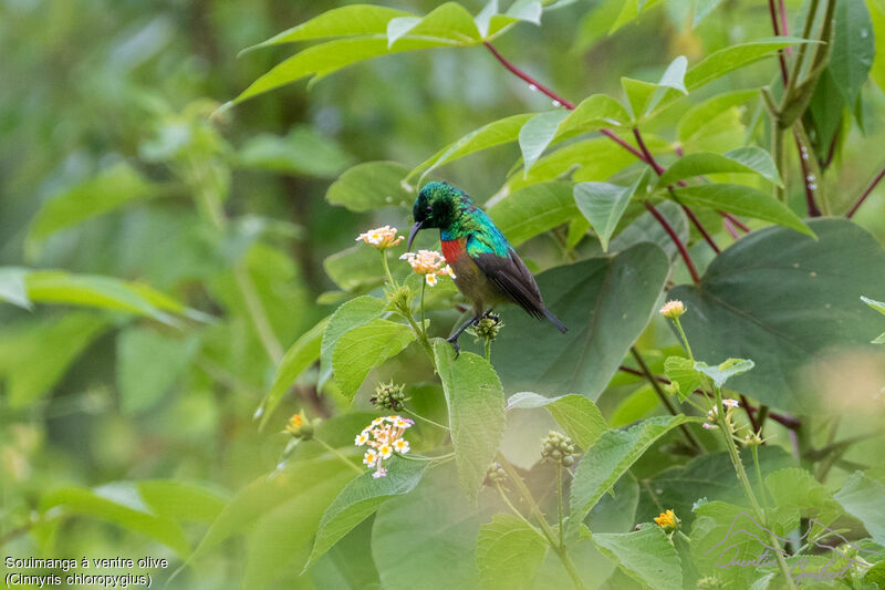 Olive-bellied Sunbird