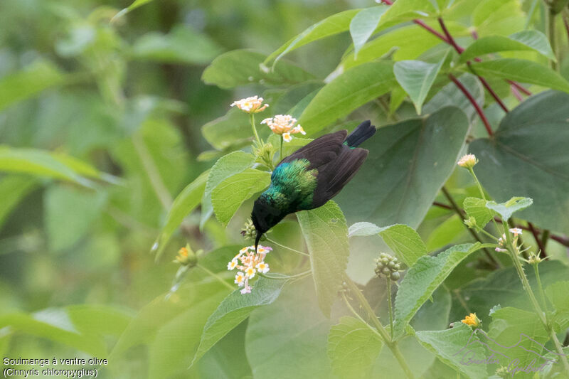 Olive-bellied Sunbird