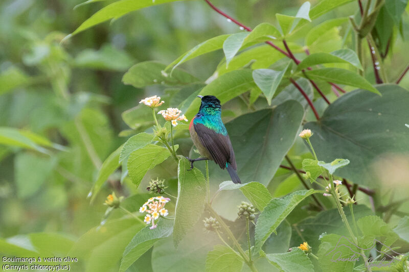 Olive-bellied Sunbird