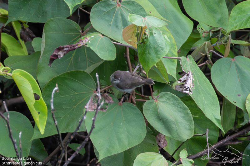 Mangrove Sunbirdadult, identification