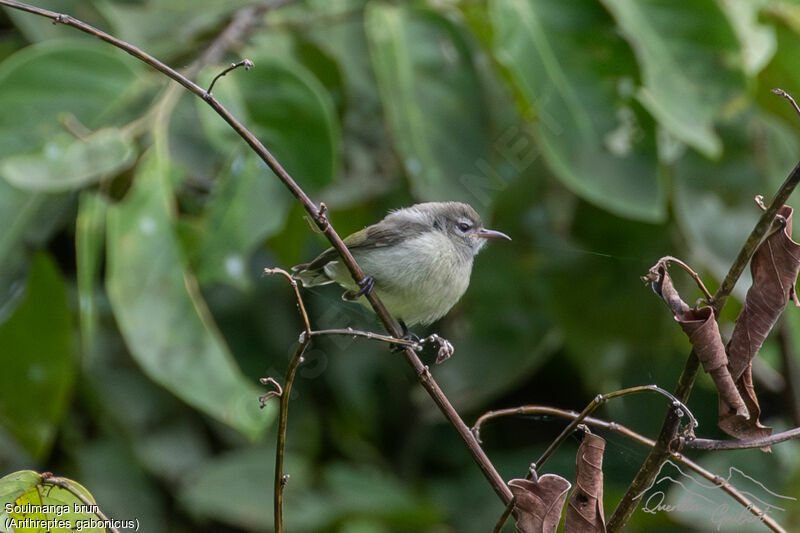 Mangrove Sunbirdjuvenile, identification