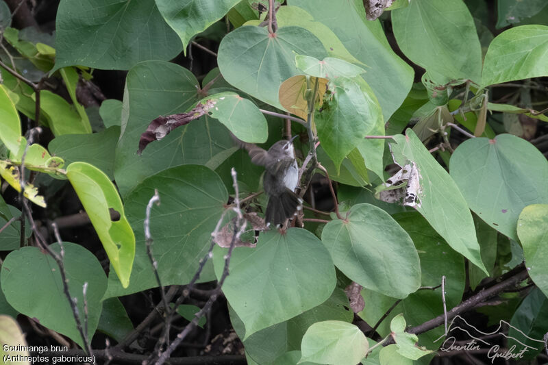 Souimanga brunadulte, identification