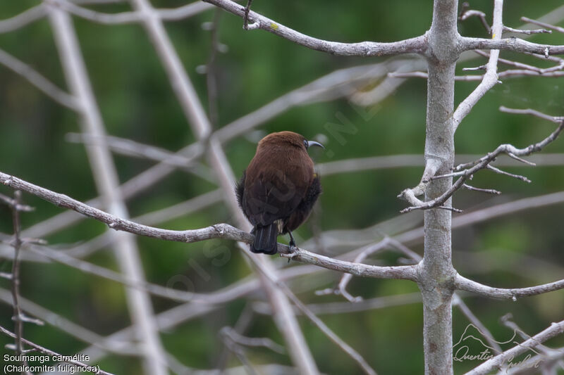 Carmelite Sunbird