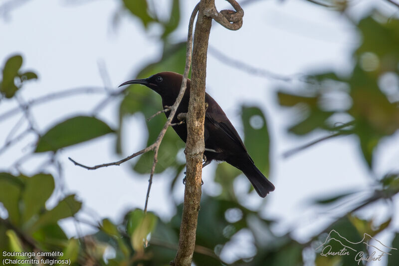 Souimanga carmélite, identification